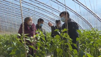子長蔬菜開發(fā)中心 穩(wěn)防控、強技術(shù)、保供應(yīng)，全力守護“菜籃子”安全