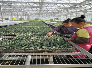 科技賦能產業革命 畢節市科技局“面對面”服務助力種植技術開發