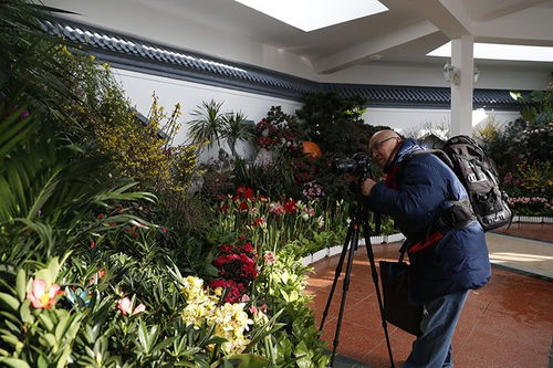 中山公園迎春花卉精品展 70余種珍品競相開放，引領種植技術新探索